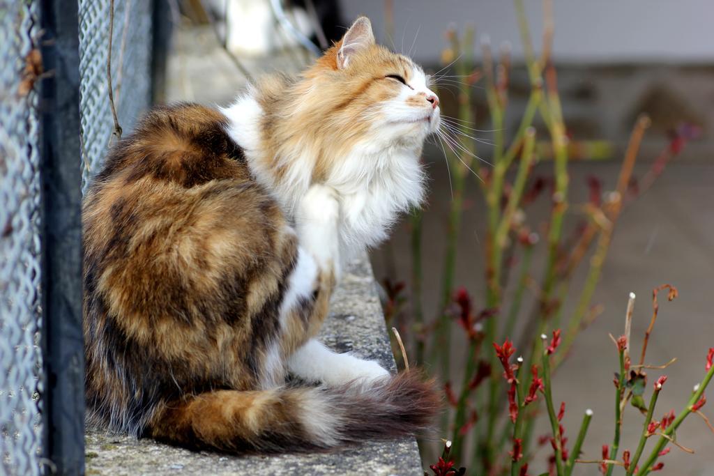 La Maison Des Chats Saint-Mary-le-Plain Buitenkant foto
