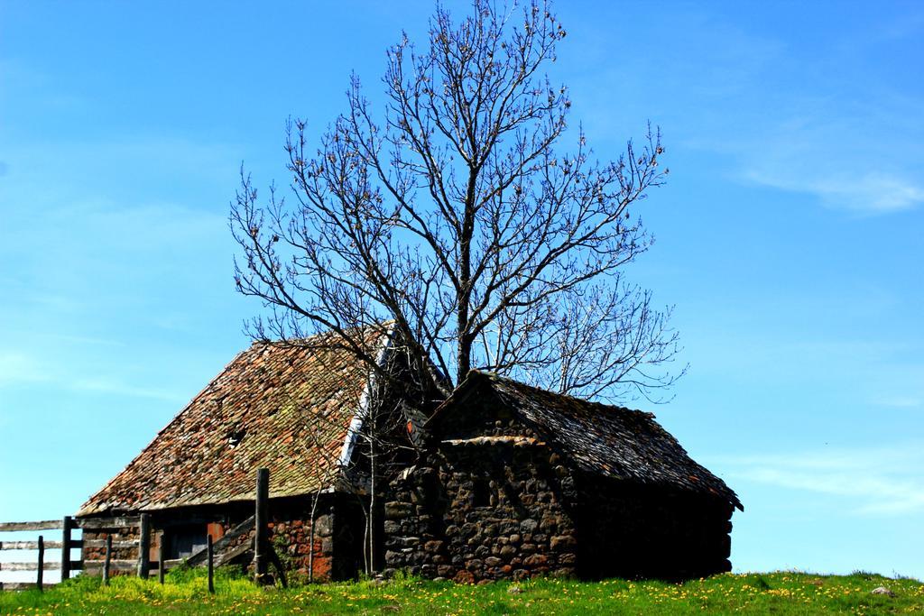 La Maison Des Chats Saint-Mary-le-Plain Buitenkant foto